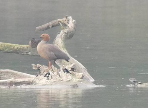 Ouette à tête rousse (Chloephaga rubidiceps)