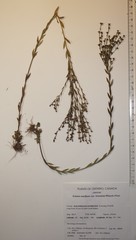 Linum medium texanum