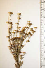 Linum medium texanum