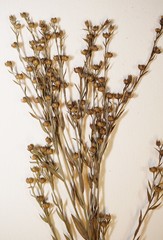 Linum medium texanum