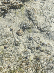 Echinolittorina peruviana