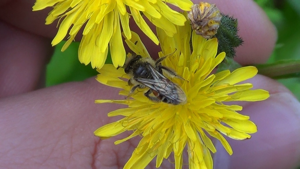 Andrena leucophaea