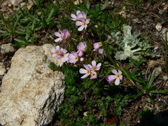 Androsace adfinis puberula