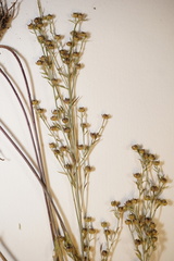 Linum medium texanum