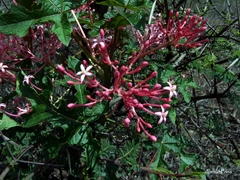 Vasconcellea parviflora
