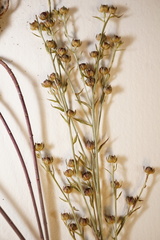 Linum medium texanum