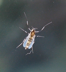 Cricotopus sylvestris