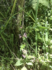 Stachys rigida