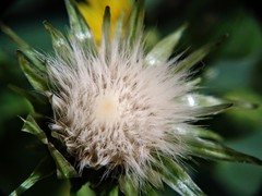 Sonchus oleraceus