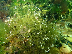Chaetomorpha linum