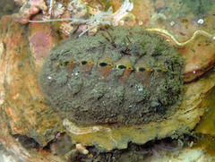 Acanthochitona fascicularis