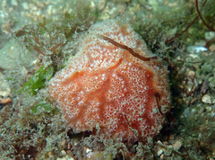 Aplidium elegans