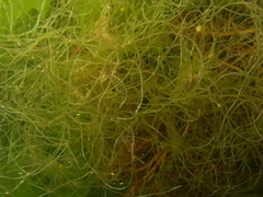 Chaetomorpha linum