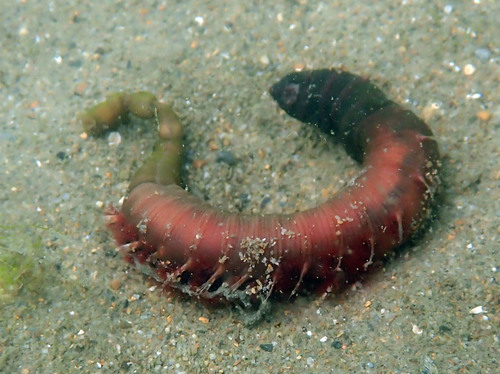 Blow Lugworm, photo 6 of 10