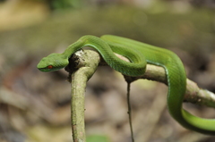 Trimeresurus rubeus