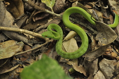 Trimeresurus rubeus