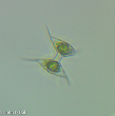 Staurodesmus cuspidatus