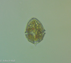 Peridiniopsis polonicum