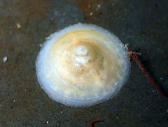 Calyptraea chinensis