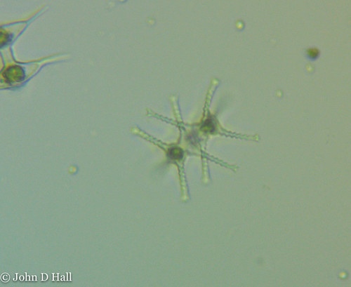 Staurastrum iotanum