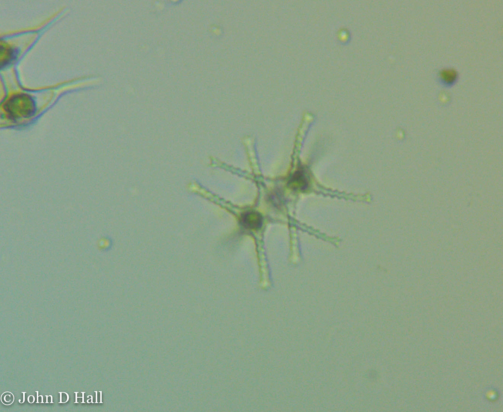 Staurastrum iotanum