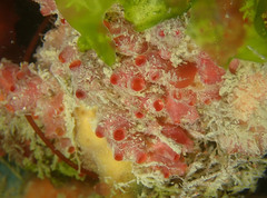 Dendrodoa grossularia