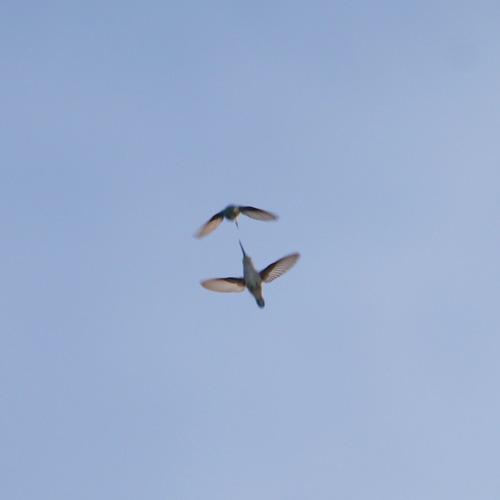 Xantus's Hummingbird (Basilinna xantusii), photo 9