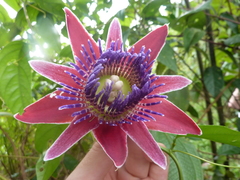 Passiflora venusta