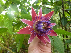 Passiflora venusta