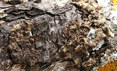 Melanohalea subolivacea