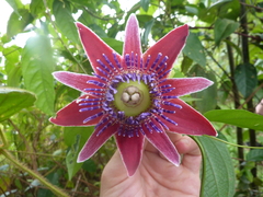 Passiflora venusta