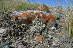 Xanthoparmelia chlorochroa