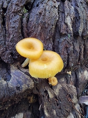 Gloioxanthomyces