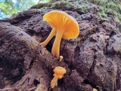 Gloioxanthomyces
