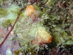 Pyura microcosmus