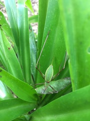 Xenicola