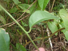 Passiflora venusta