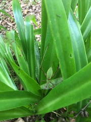 Xenicola