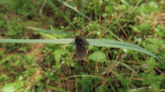 Canephora hirsuta