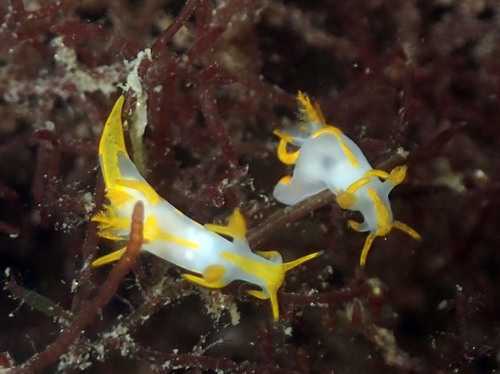 Trapania maculata