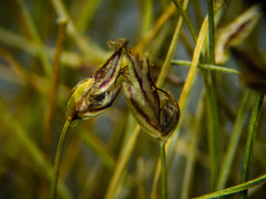 Eleocharis flavescens