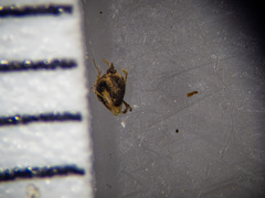 Eleocharis flavescens