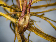 Eleocharis flavescens