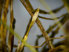 Eleocharis flavescens