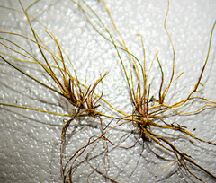 Eleocharis flavescens