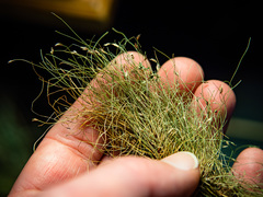 Eleocharis flavescens