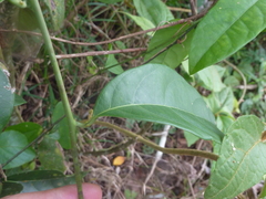 Passiflora venusta