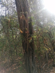 Cenostigma eriostachys