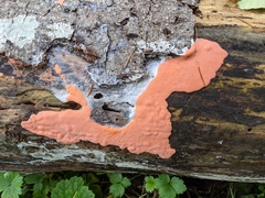 Dictydiaethalium plumbeum