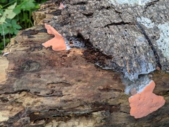 Dictydiaethalium plumbeum